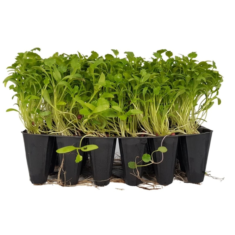 Broto De Coentro - iFrutus