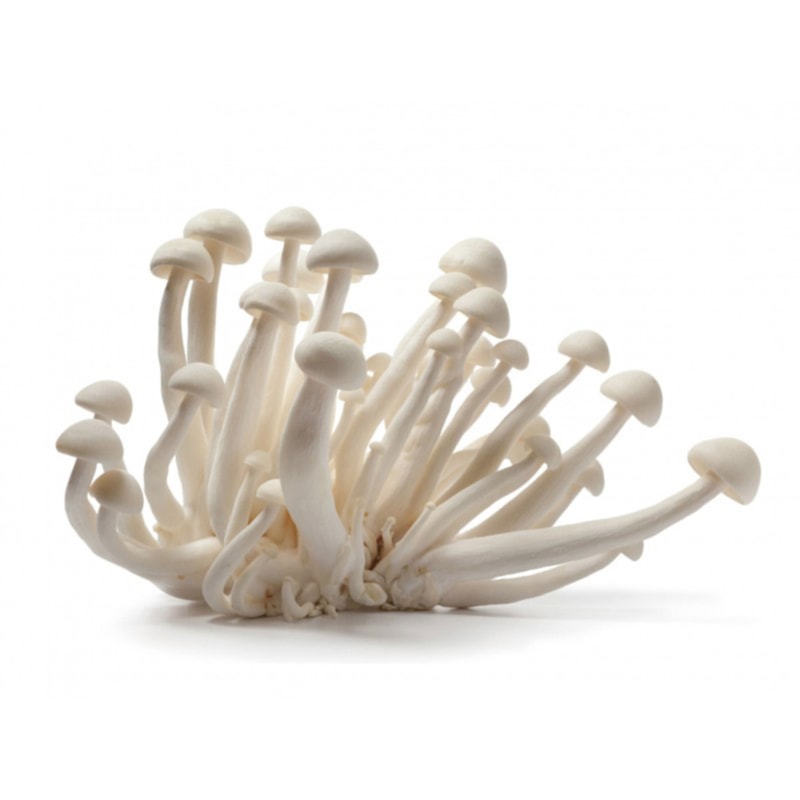 Cogumelo Shimeji Branco
