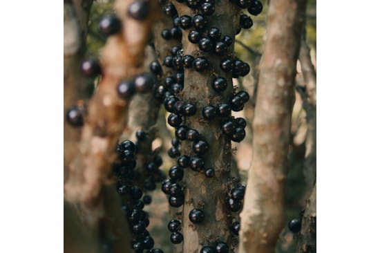 Jabuticaba Polpa Kg Cong Com 10 unid de 100g